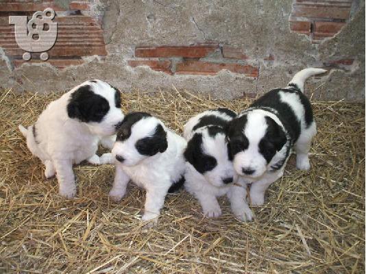 Βουλγαρικο ποιμενικό - 300 euro